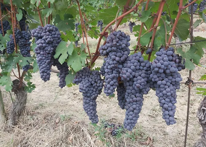 Agriturismo Valdispinso